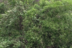 Spring Creek